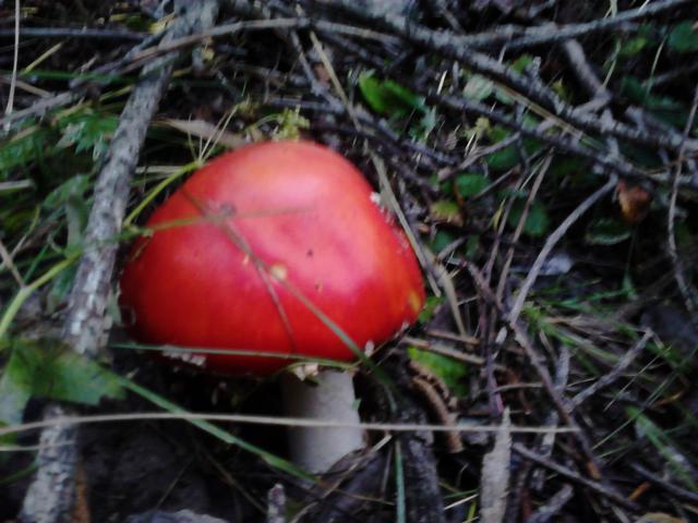 DSC_0367.jpg