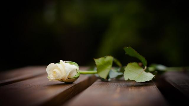 51b62e1a57f7f30260.jpg