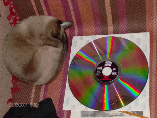 LD_vs_Cat.JPG