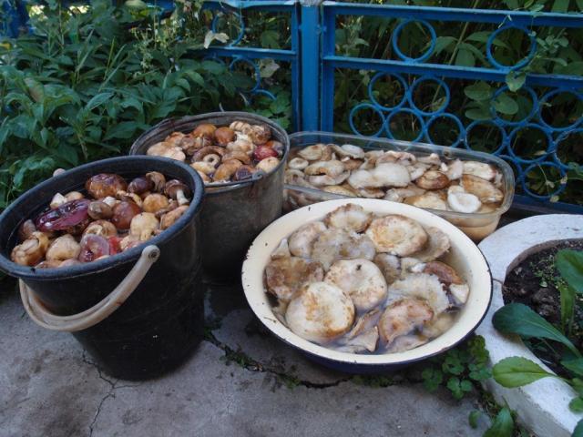 P8045618.JPG