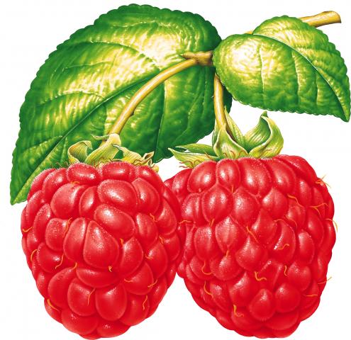 image.jpg