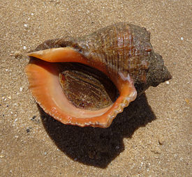 IMG_8379_1_.JPG