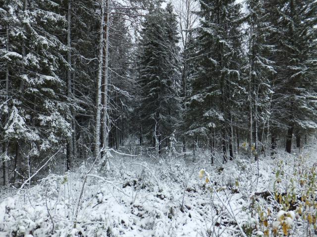 DSCF2973.JPG