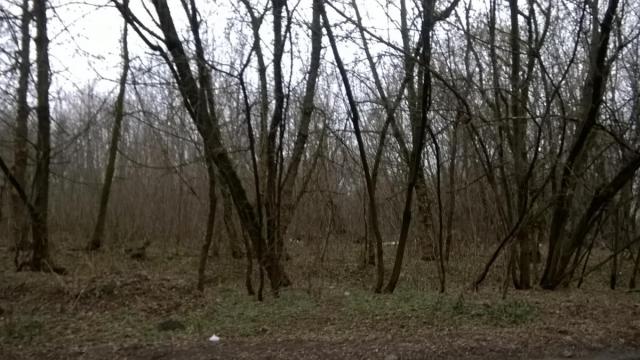 WP_20180102_003.jpg