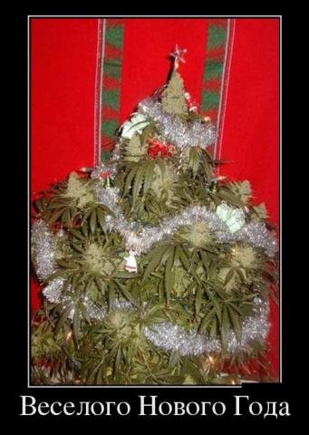 елка_конопляная.jpg