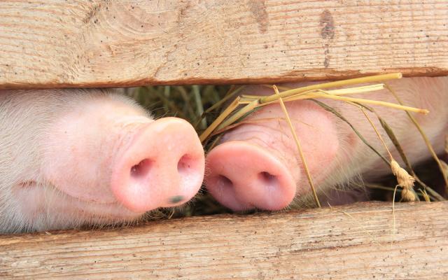 Animals_Pigs_Pig_heels_033538_.jpg
