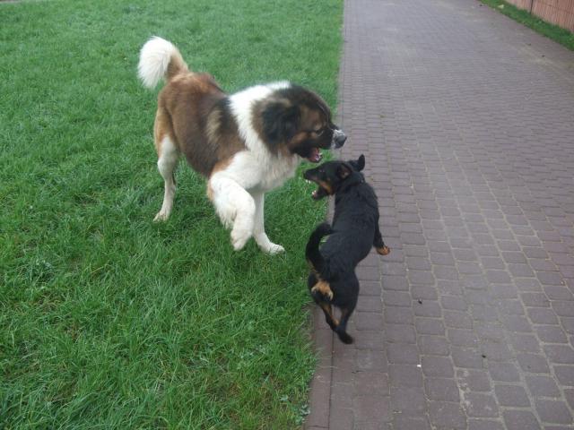 дикие игры.jpg