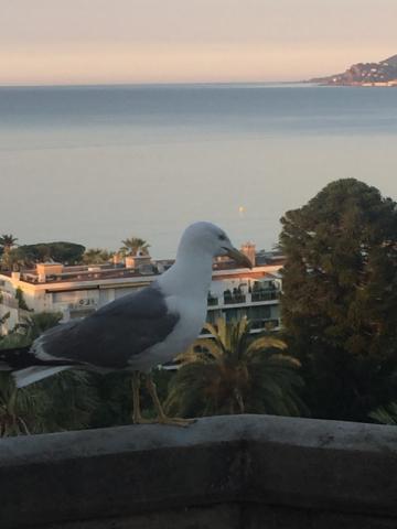 канны 2017 ч.jpg