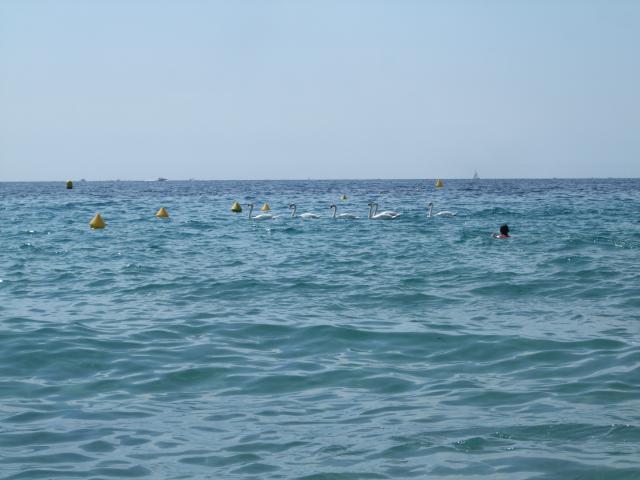_56DD281799654BAFBE4025F318F518D3CF0C556A8F531413BA_pimgpsh_fullsize_distr.jpg