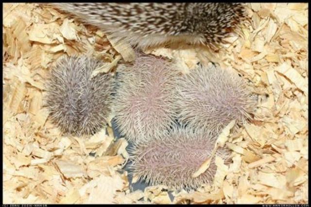 1280845743_cute_hedgehogs_28.jpg
